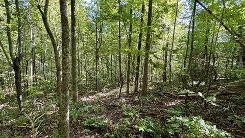 187 High Point Rd, Deer Lodge, TN 37726 photo 15