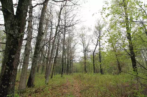 544 8th Ave, Nekoosa, WI 54457 photo 36