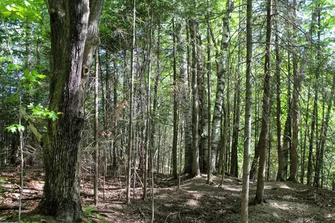 35 09 Acres Kennedy St, Rib Lake, WI 54470
