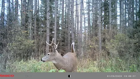 40 Acres Forks Rd, Merrill, WI 54452