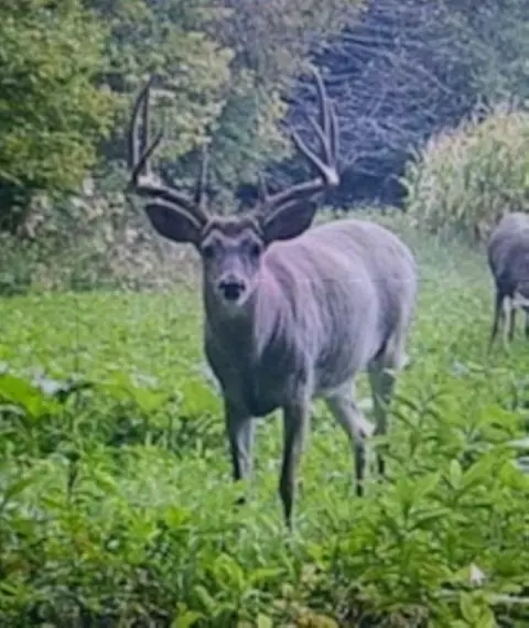 241072 Swiss Ln, Wausau, WI 54403