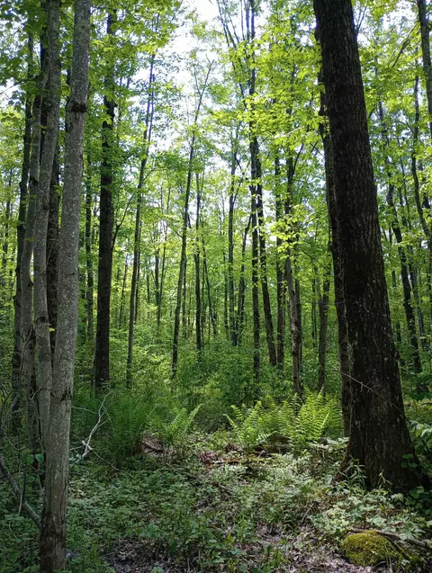 10 Acres Bridge Ln, Glenflora, WI 54526