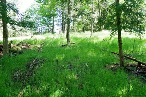 5 75 Acres County Road M, Medford, WI 54451
