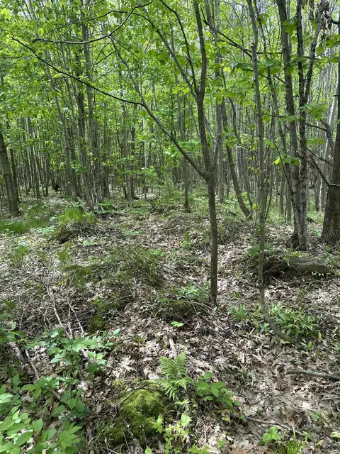 Forest Road 503, Phillips, WI 54555 photo 2