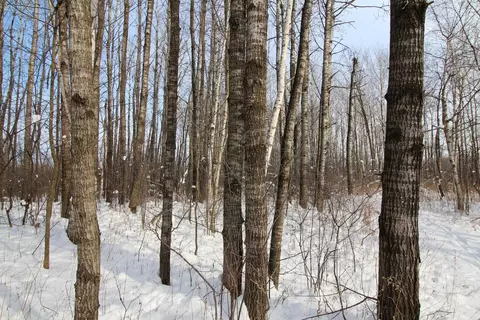40 Acres 10th Ave, Lublin, WI 54447