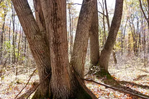 76 79 Acres Wellington Lake Dr, Medford, WI 54451