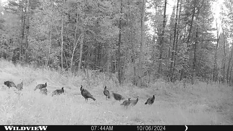 Other - 76557 Deringer Rd, Glidden, WI 54527 photo 14 of 18