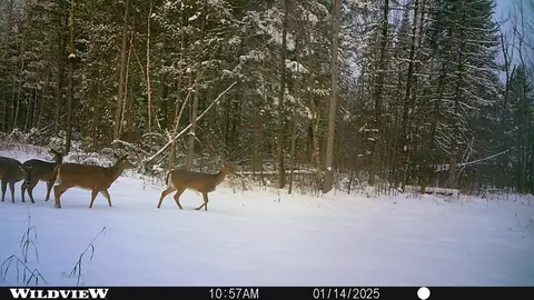 Other - 76557 Deringer Rd, Glidden, WI 54527 photo 12 of 18