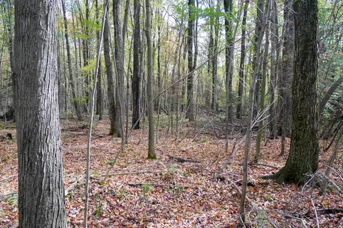 28 65 Acres Oriole Dr, Medford, WI 54451