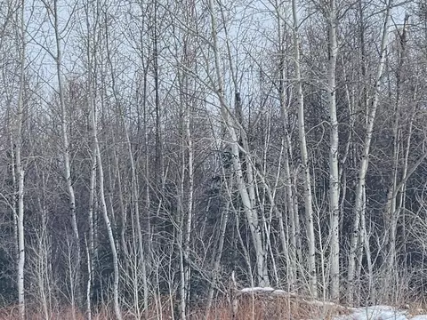 Leach Road, Irma, WI 54442 photo 4