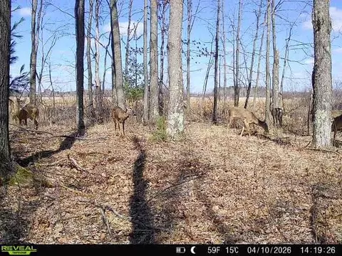 21 Acres, Linwood, WI 54481