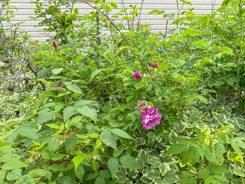 Exterior - n14054 Linden Avenue, Fifield, WI 54524 photo 11 of 20
