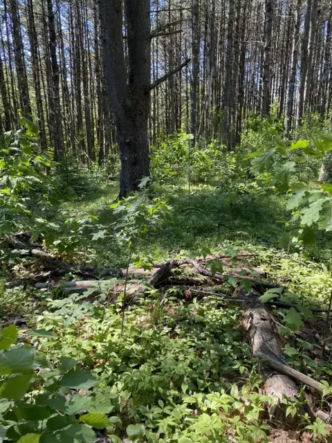 lot10111213 Rockwood Dr, Minocqua, WI 54548