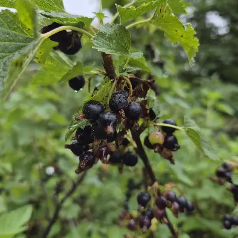 Other - 4802 Augustine Ave, Weston, WI 54476 photo 3 of 9