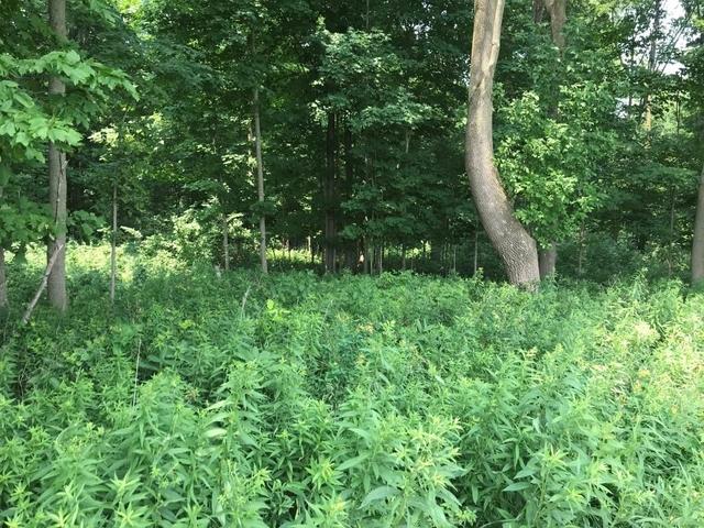 10 Acres Lincoln Dr, Athens, WI 54411