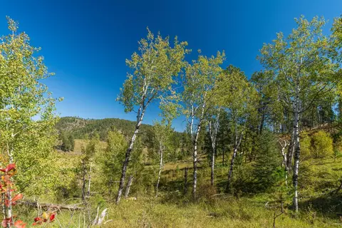 11781 Bear Mountain Dr, Custer, SD 57730 photo 14