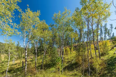11781 Bear Mountain Dr, Custer, SD 57730 photo 15