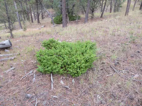 tbd Lot 34b Hombre Trl, Custer, SD 57730 photo 24