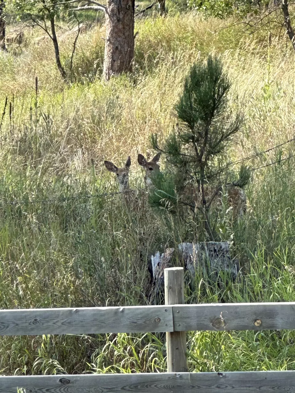 13621 Highway 40, Keystone, SD 57751 3 Photos Movoto