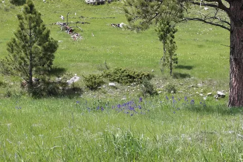 65 49 Acres Custer Limestone Rd, Custer, SD 57730 photo 3