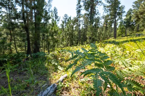 Tract 3 Magpie Road, Lead, SD 57754 photo 6