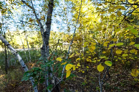 lot17 Dynasty Rd, Lead, SD 57754 photo 8