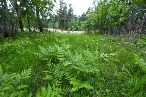 lot14 Monte Carlo Rd, Lead, SD 57754 photo 8