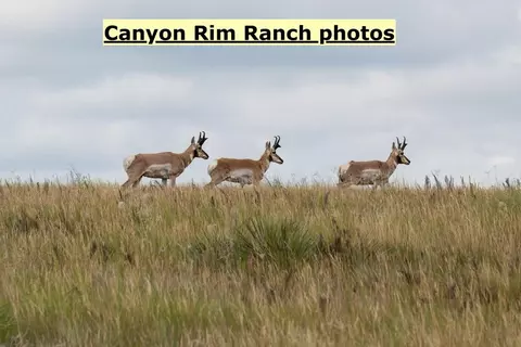 Big Sky 7 Elk Run Road, Custer, SD 57730 photo 30