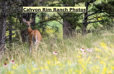 Big Sky 7 Elk Run Road, Custer, SD 57730 photo 35