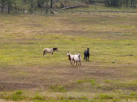 Tbc Rifle Pit Road, Custer, SD 57734 photo 35