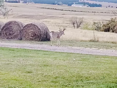 Other - 10564 Moller Rd, Spearfish, SD 57783 photo 13 of 14