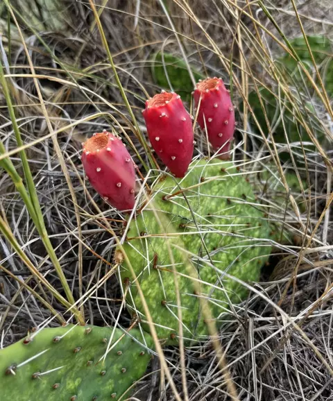 Other - 18300 E Hwy 44, Scenic, SD 57780 photo 14 of 25