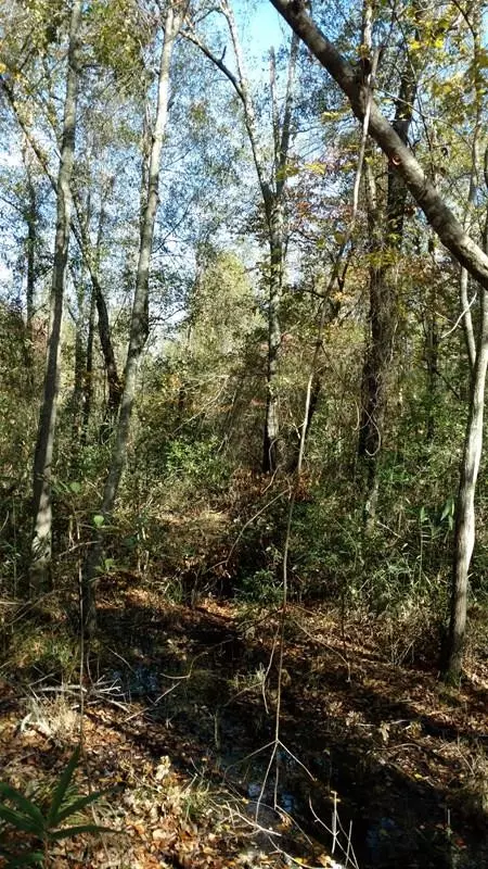 330 Long Cane Rd, Williston, SC 29853 photo 9