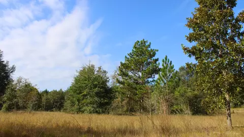 204206 Whittle Pond Rd, Williston, SC 29853
