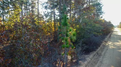 0 Whitetail Ct, Williston, SC 29853 photo 7