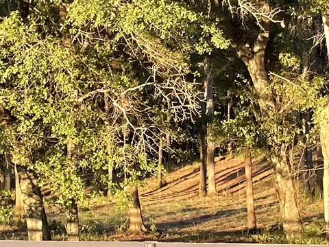 W/sd New Holland Road, Couchton, SC 29801