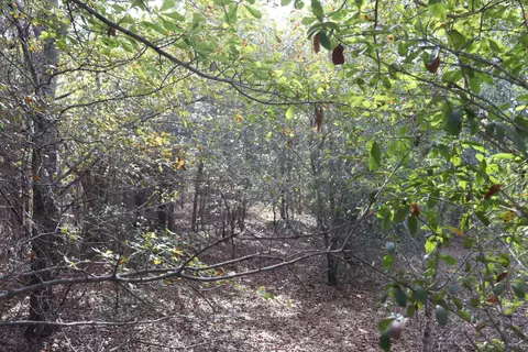 0 Neeses Hwy, Neeses, SC 29107