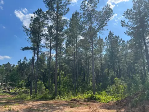 0 White Pond Rd #12A, Williston, SC 29853 photo 4