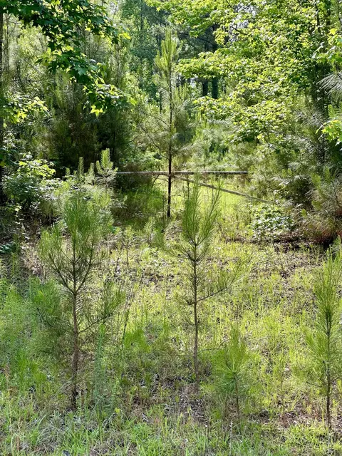 lot7 Blacks Dr, Williston, SC 29853 photo 3