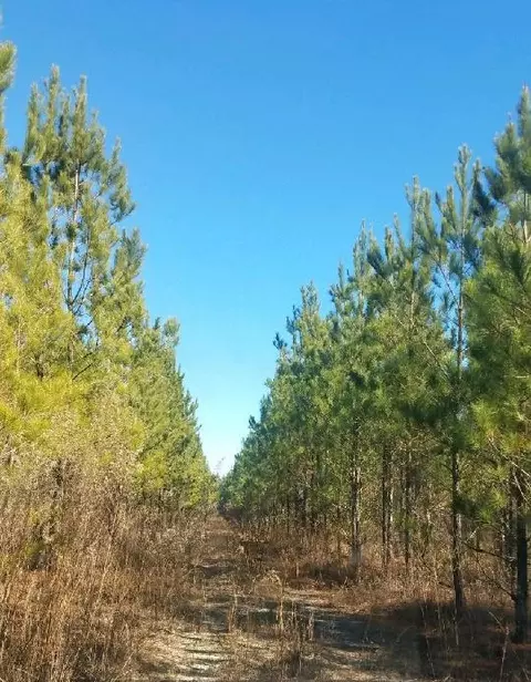 0 Jaywood Rd, Williston, SC 29853 photo 3