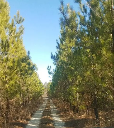 0 Jaywood Rd, Williston, SC 29853 photo 2