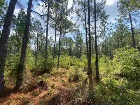 5 Acres Fox Run, Windsor, SC 29856 photo 7
