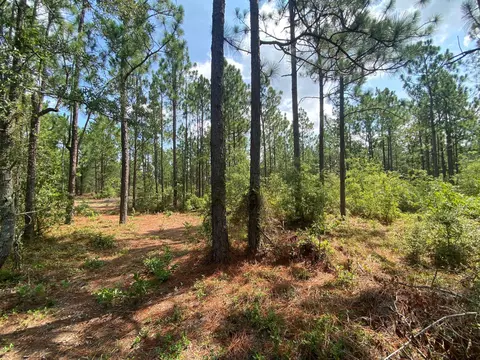 5 Acres Fox Run, Windsor, SC 29856 photo 8