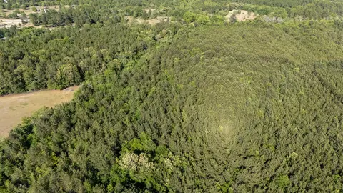 5 Acres Wasp Loop, Williston, SC 29853