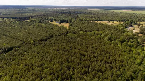 5 Acres Wasp Loop, Williston, SC 29853 photo 7