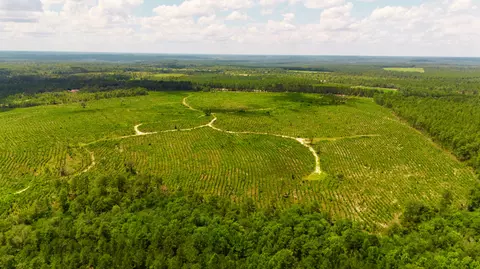 lot1 Three Notch Rd, Monetta, SC 29105 photo 9