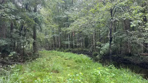 tbd Guinyard Blvd, Springfield, SC 29146 photo 7