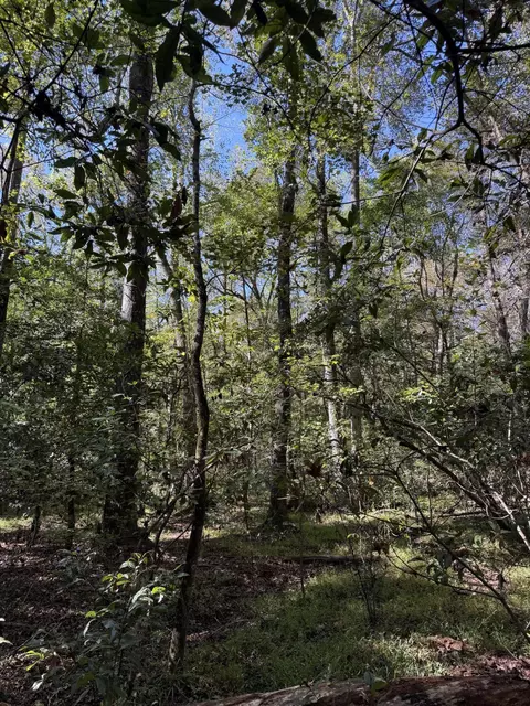 tbd Mt Beulah Rd, Windsor, SC 29856 photo 6