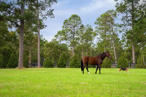 Other - 1029 Shell Bluff Dr, Aiken, SC 29803 photo 24 of 31