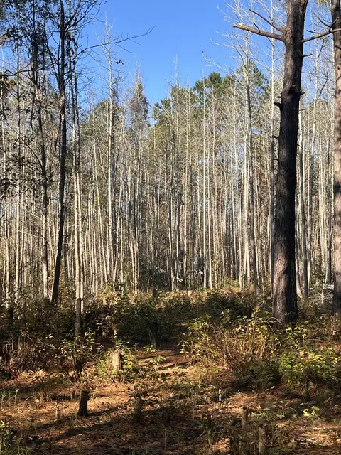 000 Trecer Rd, Cope, SC 29038 photo 9